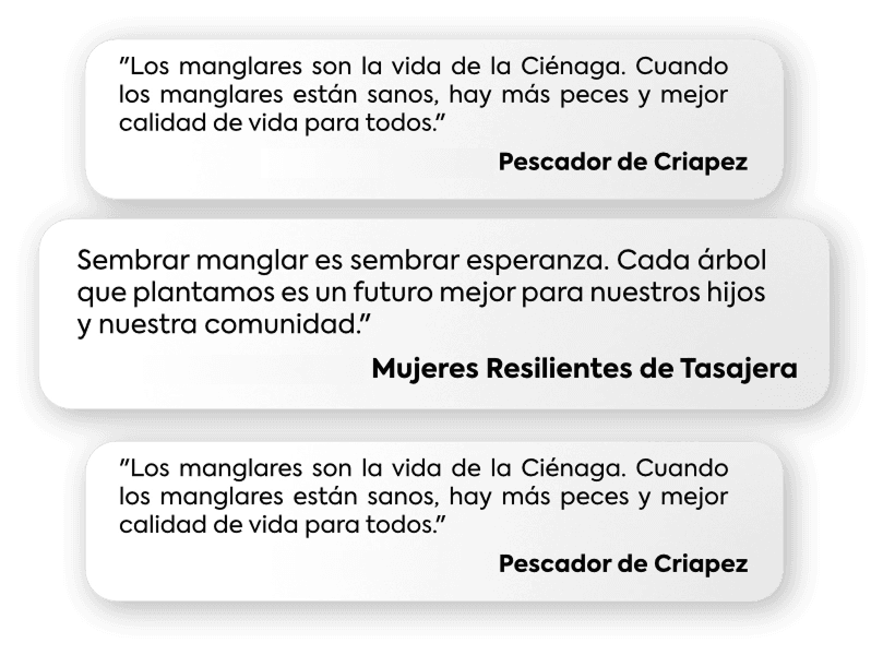 Comentarios de la comunidad sobre el programa Adopta un Manglar