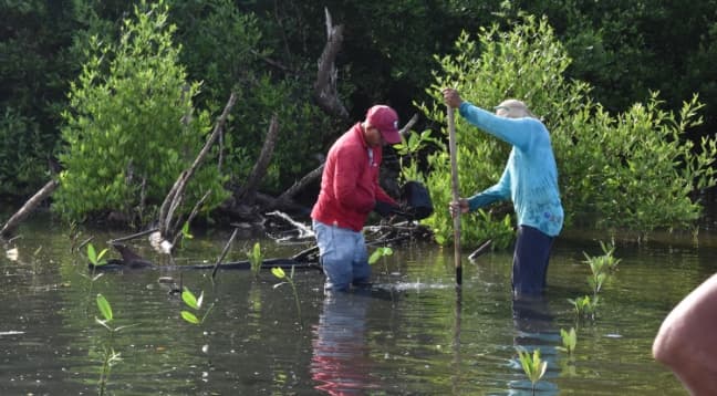 Voluntarios sembrando mangle