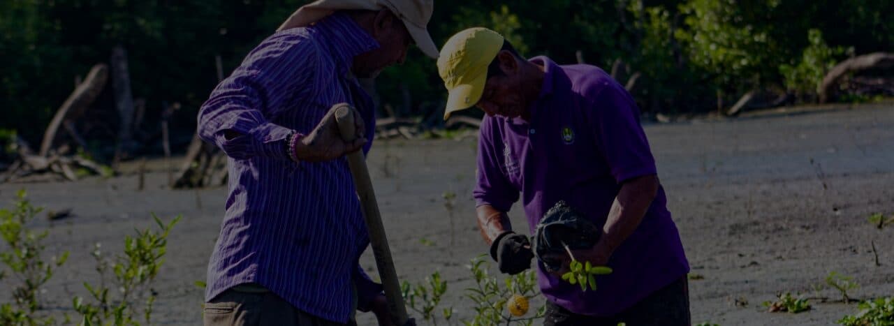 Voluntarios sembrando mangle