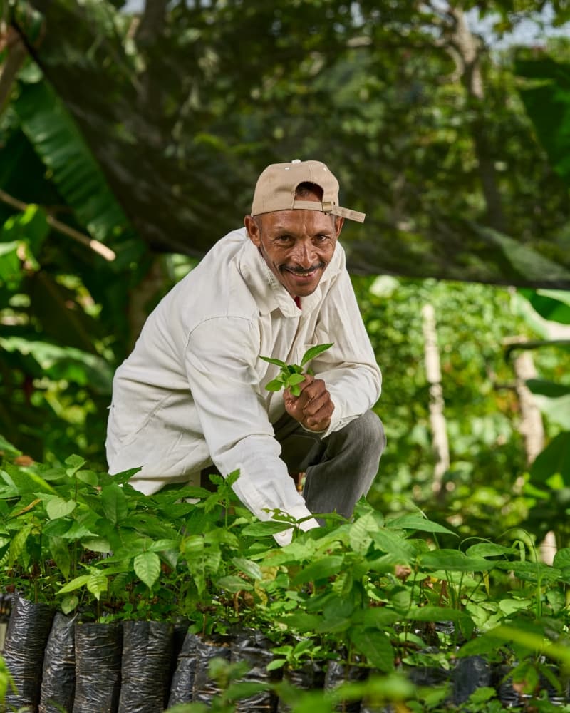 Campesino sembrando plántulas