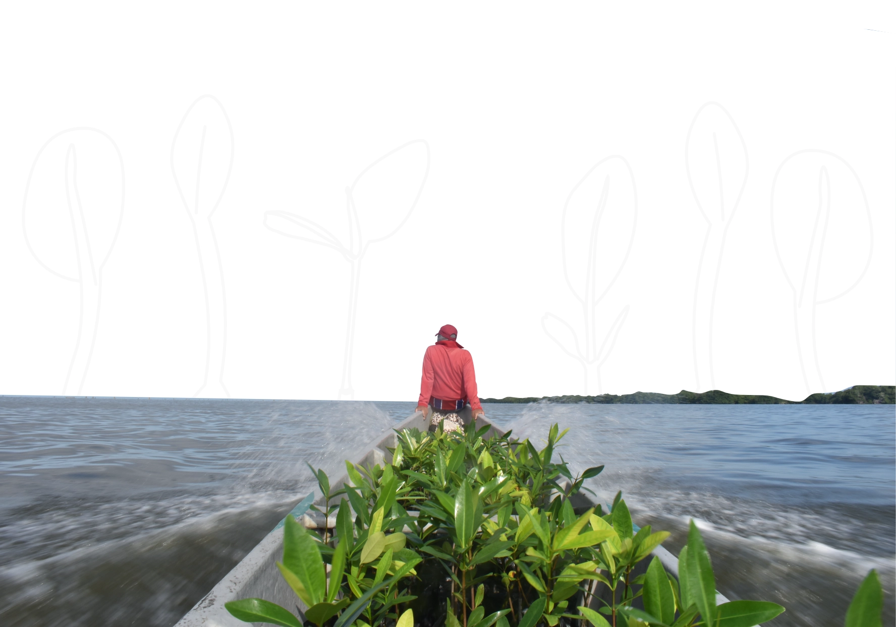 Voluntario sembrando mangle en la Ciénaga Grande de Santa Marta